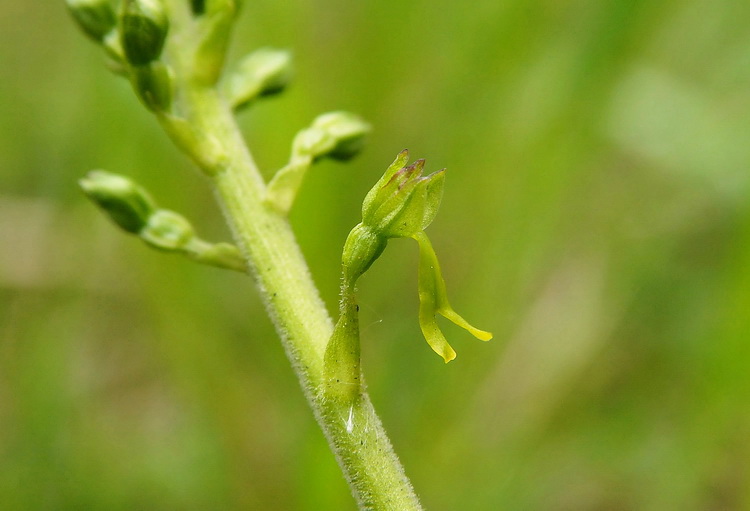 Neottia ovata